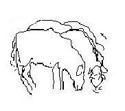 20060517145503-ovejas.jpg