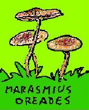 20061106192414-marasmius.jpg