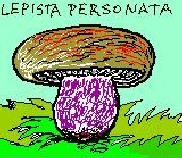 20061211120043-lepista-persnt.jpg